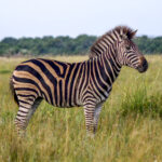 Plains Zebra (Equus quagga) @ Western Shores - iSimangaliso Wetland Park, South Africa. Photo: Håvard Rosenlund
