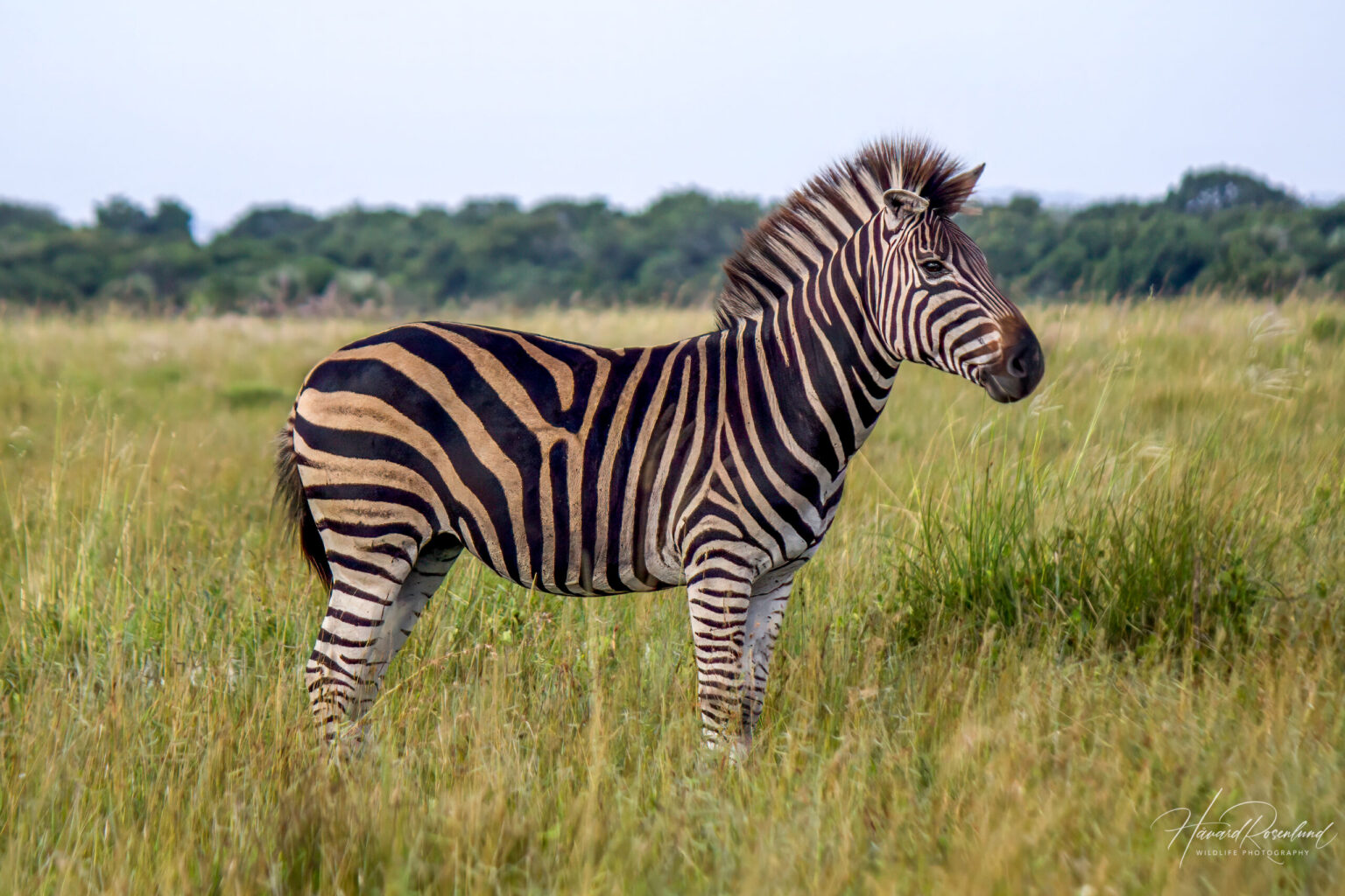 Plains Zebra (Equus quagga) @ Western Shores - iSimangaliso Wetland Park, South Africa. Photo: Håvard Rosenlund