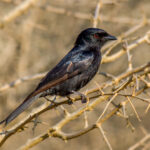 Fork-tailed Drongo (Dicrurus adsimilis) @ Hluhluwe-iMfolozi Park, South Africa. Photo: Håvard Rosenlund