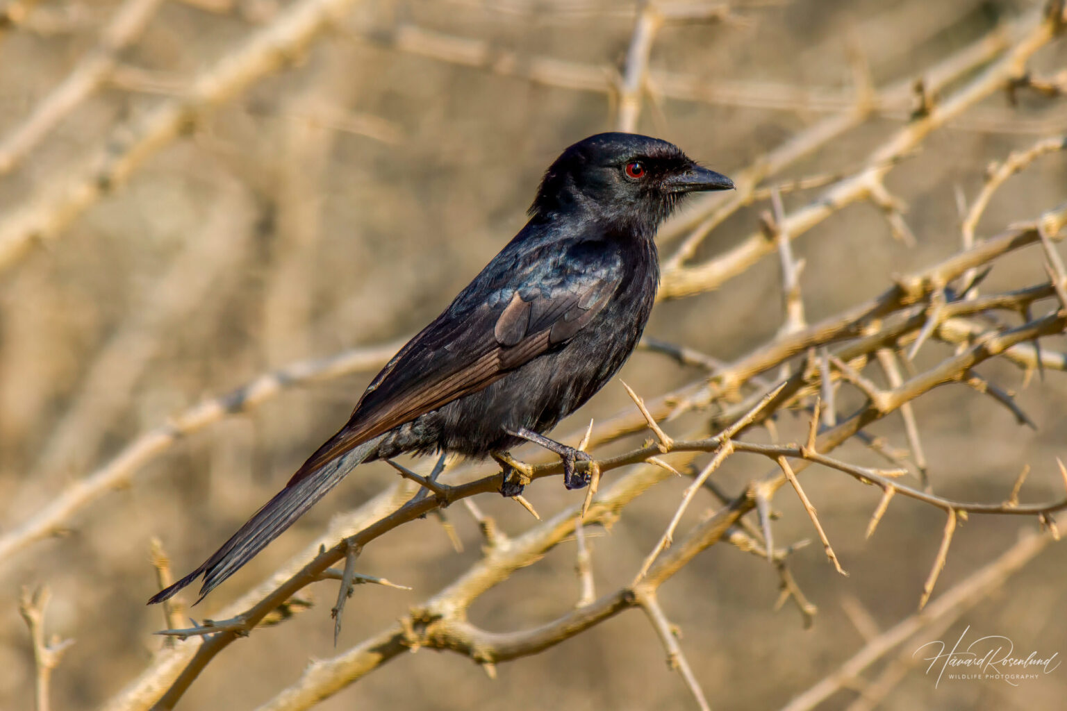 Fork-tailed Drongo (Dicrurus adsimilis) @ Hluhluwe-iMfolozi Park, South Africa. Photo: Håvard Rosenlund
