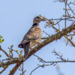 Ring-necked Dove (Streptopelia capicola) @ Hluhlwe-iMfolozi Park, South Africa. Photo: Håvard Rosenlund