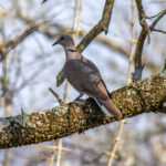 Ring-necked Dove (Streptopelia capicola) @ Hluhlwe-iMfolozi Park, South Africa. Photo: Håvard Rosenlund