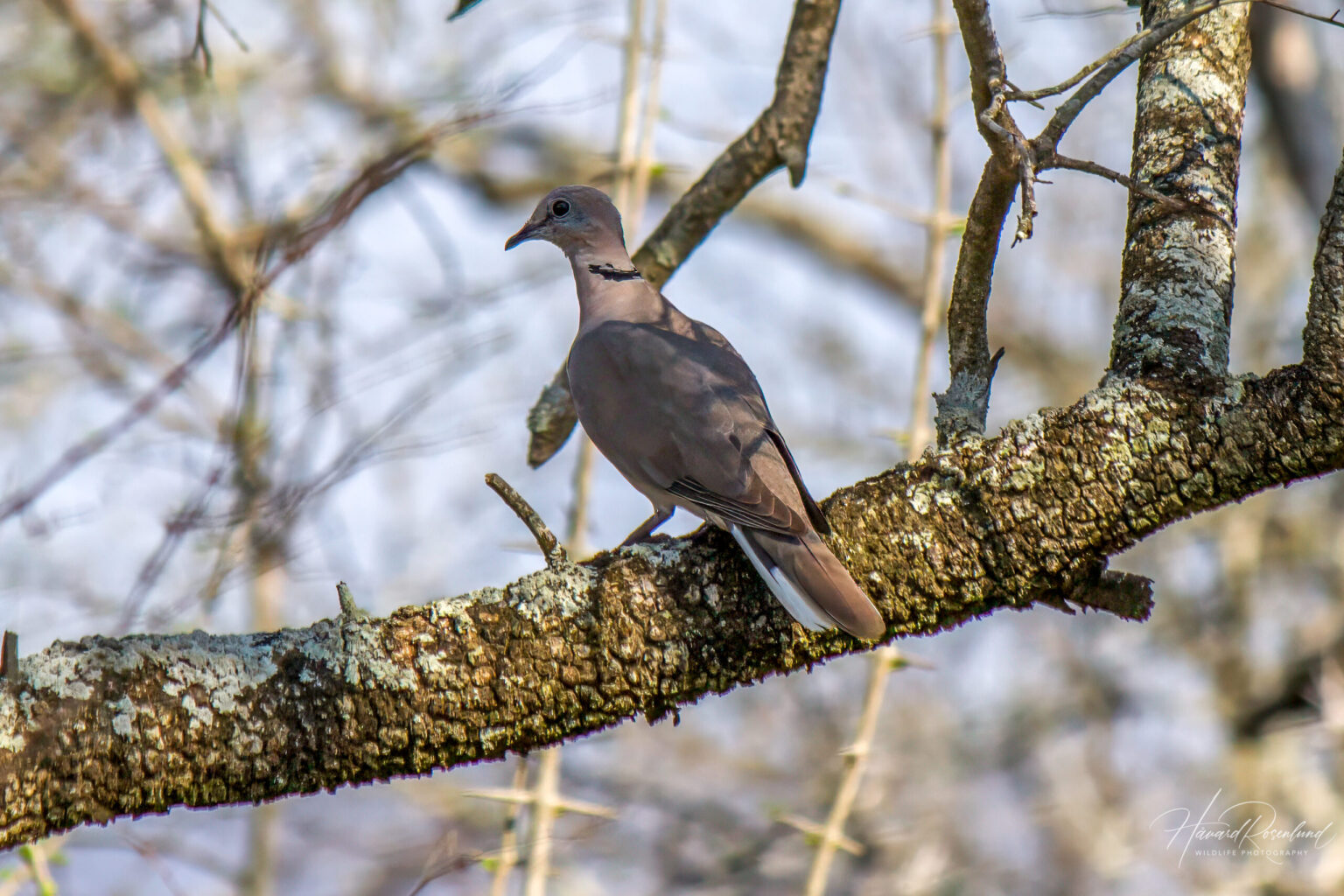 Ring-necked Dove (Streptopelia capicola) @ Hluhlwe-iMfolozi Park, South Africa. Photo: Håvard Rosenlund