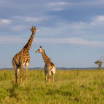 Southern Giraffe (Giraffa giraffa) @ Western Shores - iSimangaliso Wetland Park, South Africa. Photo: Håvard Rosenlund