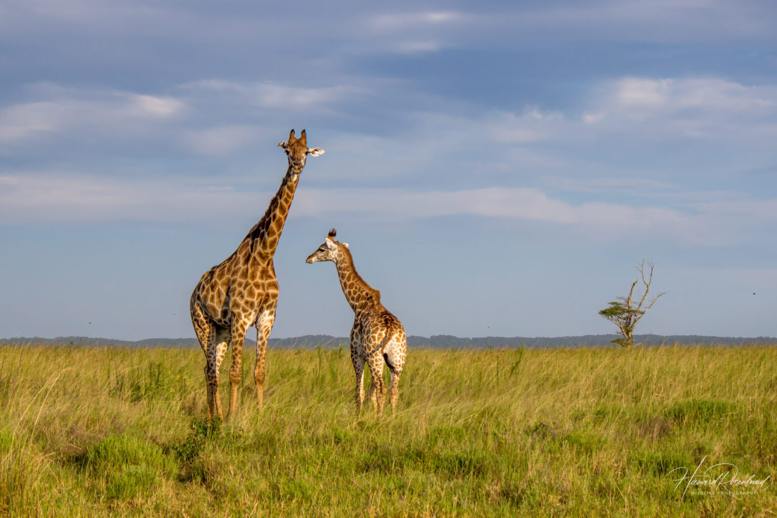 Southern Giraffe (Giraffa giraffa) @ Western Shores - iSimangaliso Wetland Park, South Africa. Photo: Håvard Rosenlund