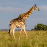Southern Giraffe (Giraffa giraffa) @ Western Shores - iSimangaliso Wetland Park, South Africa. Photo: Håvard Rosenlund