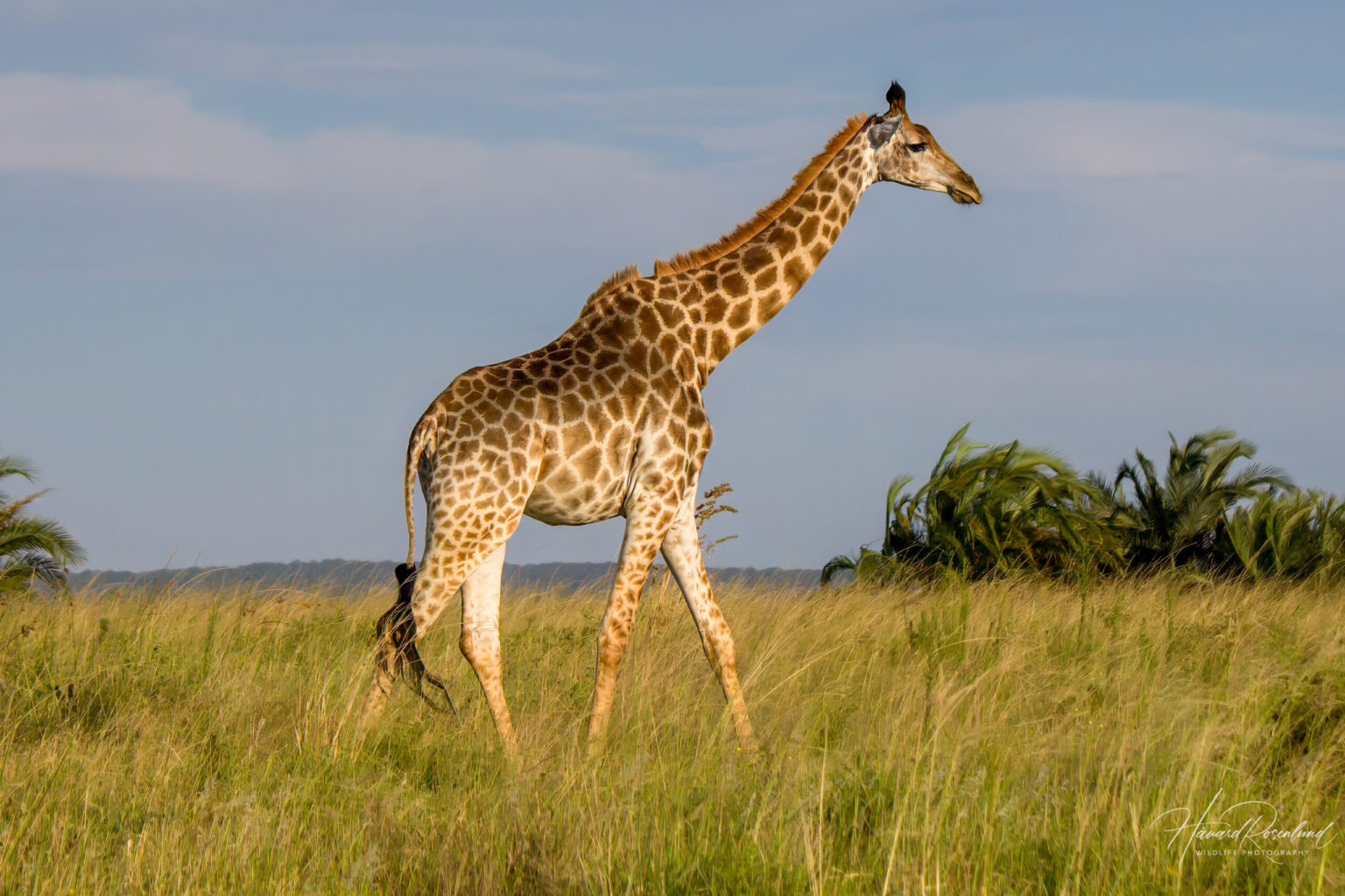 Southern Giraffe (Giraffa giraffa) @ Western Shores - iSimangaliso Wetland Park, South Africa. Photo: Håvard Rosenlund