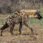 Spotted Hyena (Crocuta crocuta) @ Hluhluwe-iMfolozi Park, South Africa. Photo: Håvard Rosenlund
