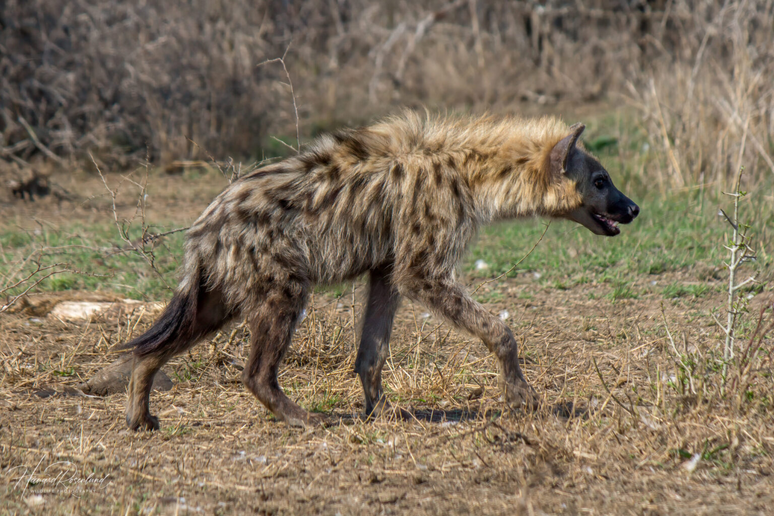 Spotted Hyena (Crocuta crocuta) @ Hluhluwe-iMfolozi Park, South Africa. Photo: Håvard Rosenlund