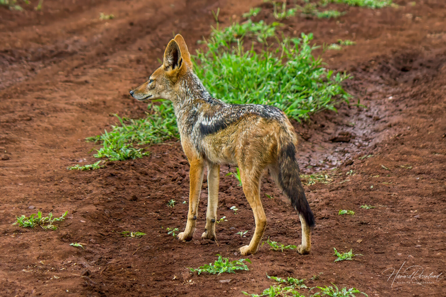 Svartryggsjakal (Lupulella mesomelas) @ Thanda Private Game Reserve, Sør-Afrika. Foto: Håvard Rosenlund