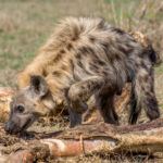 Spotted Hyena (Crocuta crocuta) @ Hluhluwe-iMfolozi Park, South Africa. Photo: Håvard Rosenlund