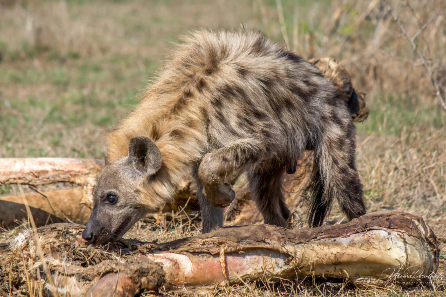 Spotted Hyena (Crocuta crocuta) @ Hluhluwe-iMfolozi Park, South Africa. Photo: Håvard Rosenlund