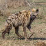 Spotted Hyena (Crocuta crocuta) @ Hluhluwe-iMfolozi Park, South Africa. Photo: Håvard Rosenlund