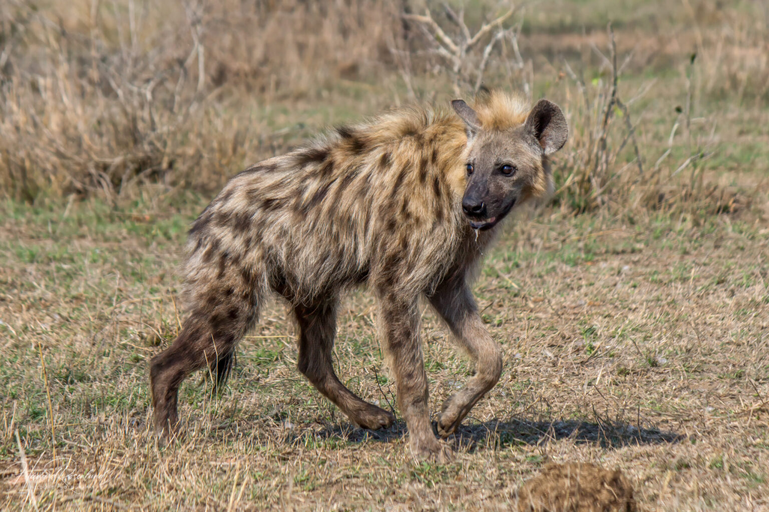 Spotted Hyena (Crocuta crocuta) @ Hluhluwe-iMfolozi Park, South Africa. Photo: Håvard Rosenlund