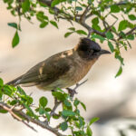 Common Bulbul (Pycnonotus barbatus) @ Hluhluwe-iMfolozi Park, South Africa. Photo: Håvard Rosenlund