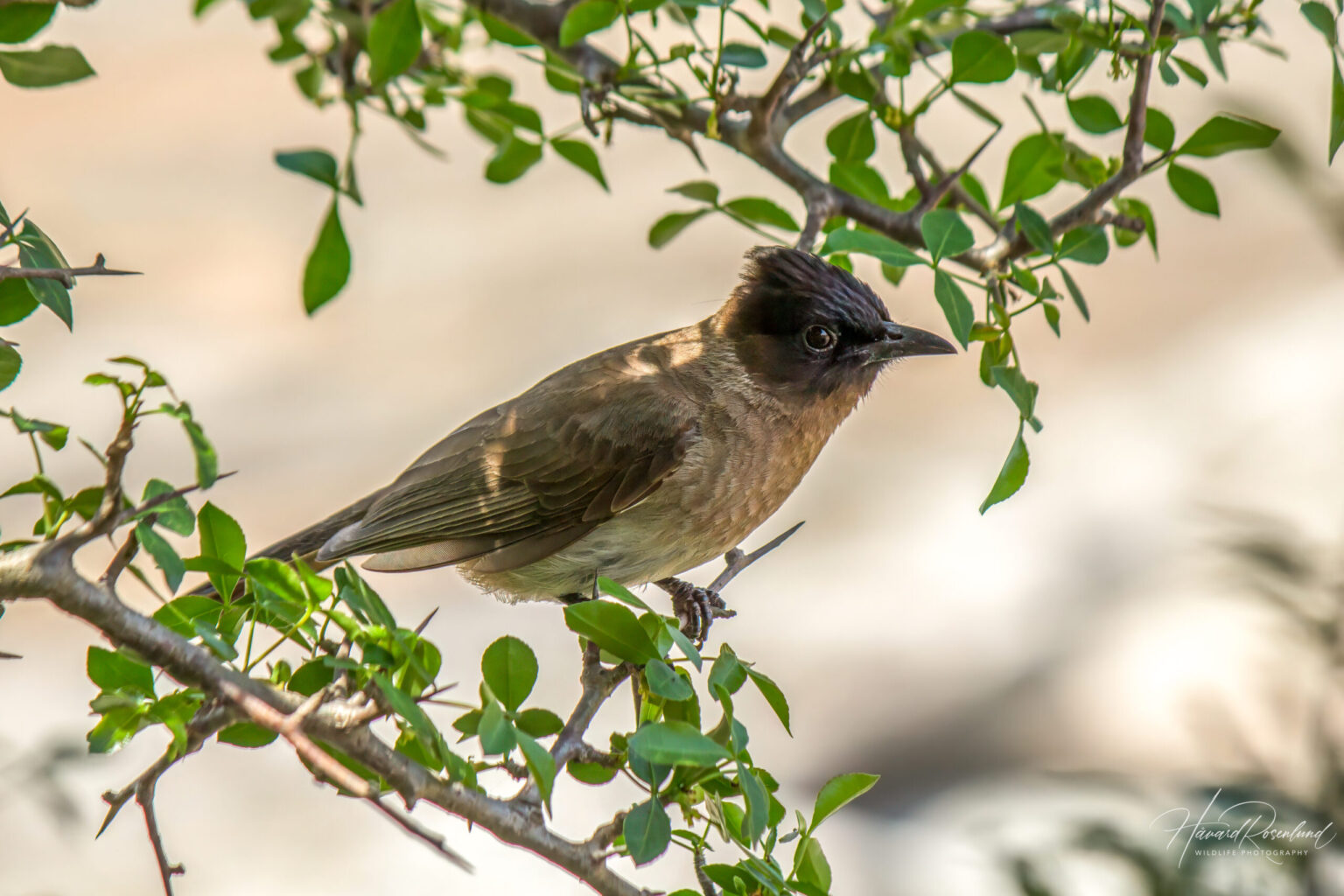 Common Bulbul (Pycnonotus barbatus) @ Hluhluwe-iMfolozi Park, South Africa. Photo: Håvard Rosenlund