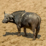 Cape Buffalo (Syncerus caffer caffer) @ Hluhluwe-iMfolozi Park, South Africa. Photo: Håvard Rosenlund