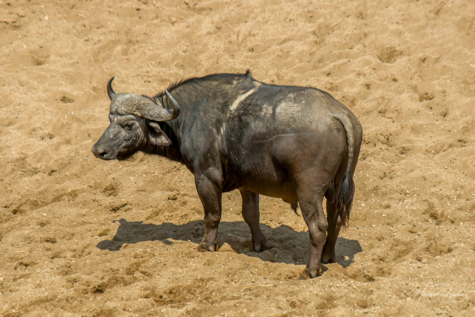 Cape Buffalo (Syncerus caffer caffer) @ Hluhluwe-iMfolozi Park, South Africa. Photo: Håvard Rosenlund