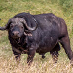 Cape Buffalo (Syncerus caffer caffer) @ Tembe Elephant Park, South Africa. Photo: Håvard Rosenlund