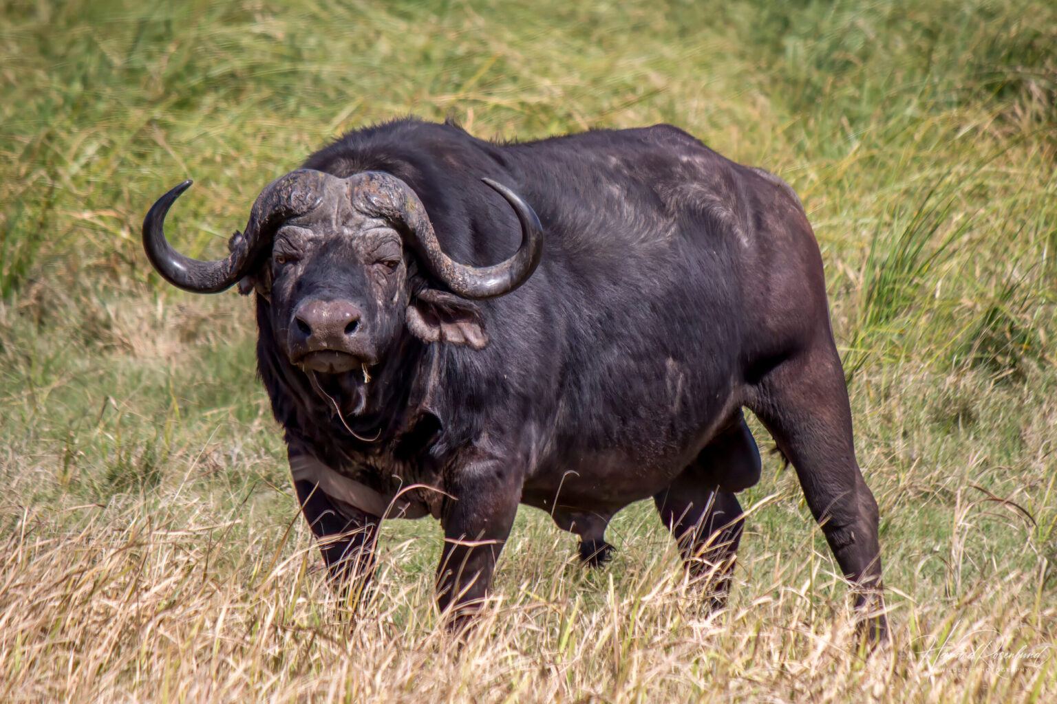 Cape Buffalo (Syncerus caffer caffer) @ Tembe Elephant Park, South Africa. Photo: Håvard Rosenlund