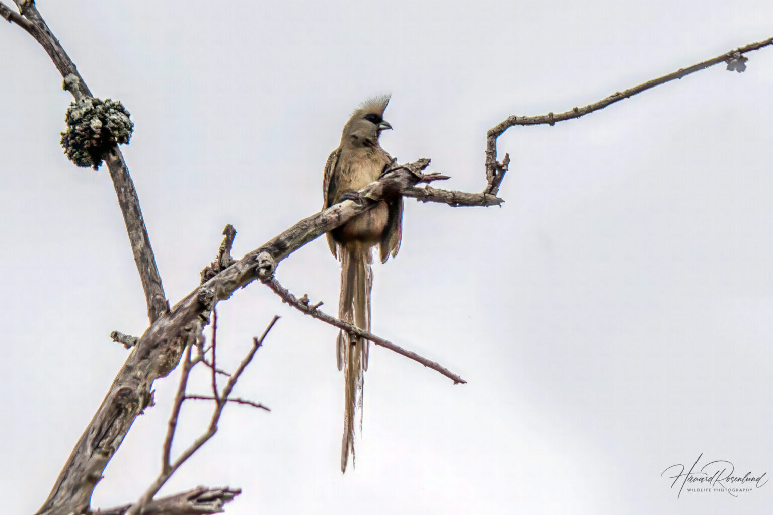 Speckled Mousebird (Colius striatus) @ Hluhluwe-iMfolozi Park, South Africa. Photo: Håvard Rosenlund