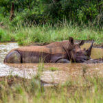 White Rhinoceros (Ceratotherium simum) @ Hluhluwe-iMfolozi Park, South Africa. Photo: Håvard Rosenlund