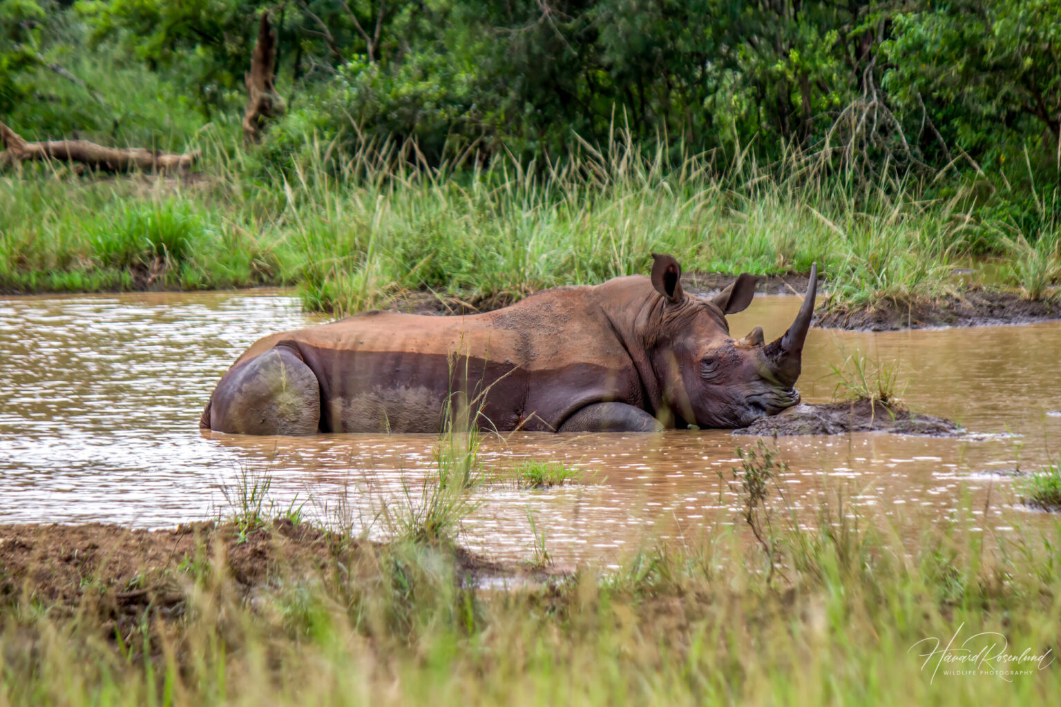 White Rhinoceros (Ceratotherium simum) @ Hluhluwe-iMfolozi Park, South Africa. Photo: Håvard Rosenlund