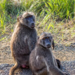 Chacma Baboon (Papio ursinus) @ Hluhluwe-iMfolozi Park, South Africa. Photo: Håvard Rosenlund