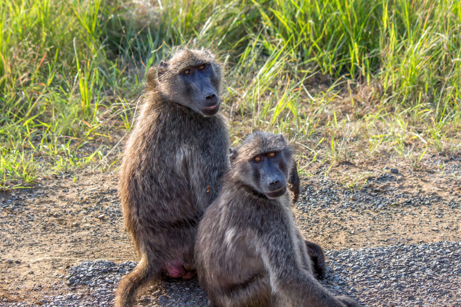 Chacma Baboon (Papio ursinus) @ Hluhluwe-iMfolozi Park, South Africa. Photo: Håvard Rosenlund