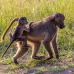 Chacma Baboon (Papio ursinus) @ Hluhluwe-iMfolozi Park, South Africa. Photo: Håvard Rosenlund