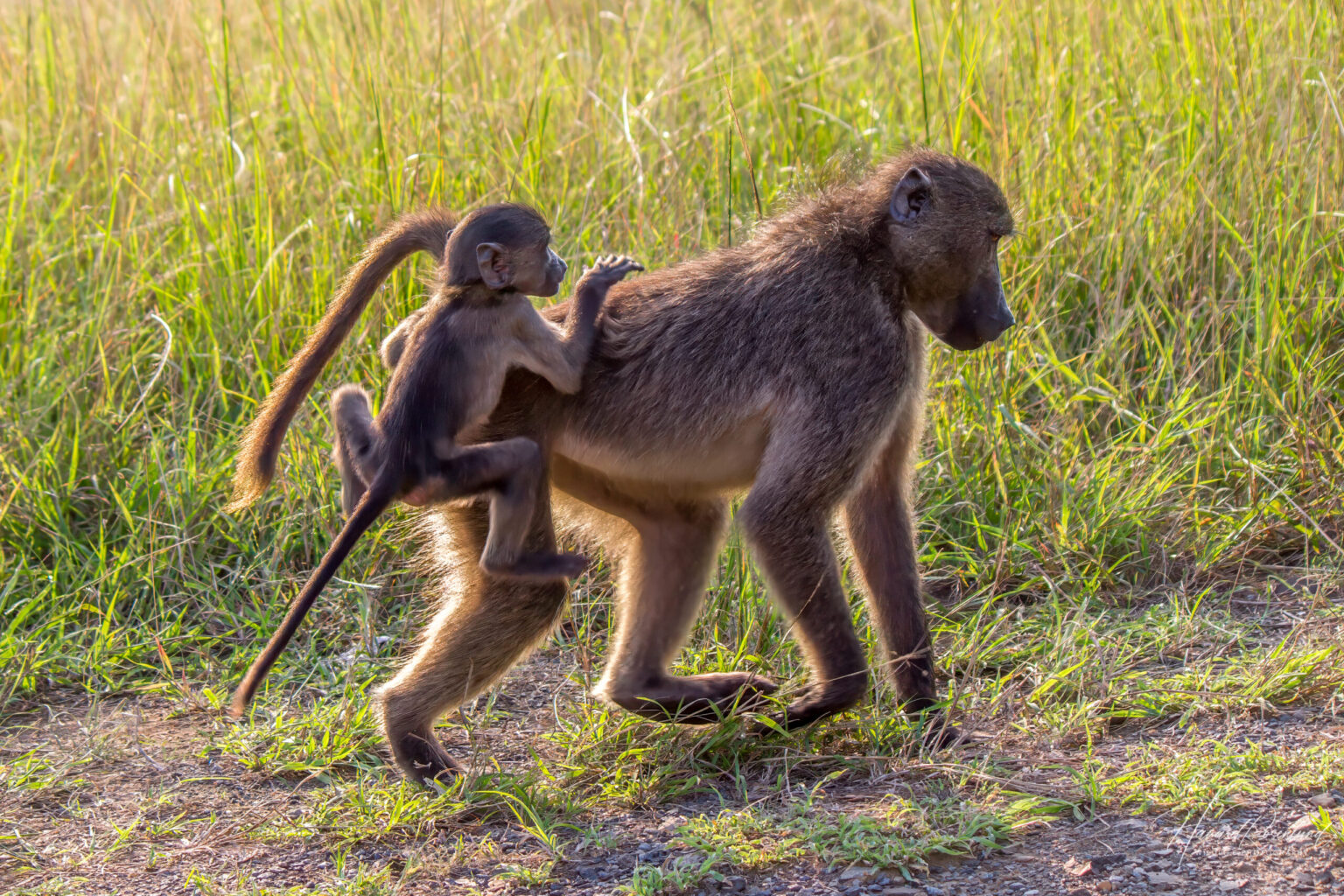 Chacma Baboon (Papio ursinus) @ Hluhluwe-iMfolozi Park, South Africa. Photo: Håvard Rosenlund