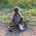Chacma Baboon (Papio ursinus) @ Hluhluwe-iMfolozi Park, South Africa. Photo: Håvard Rosenlund