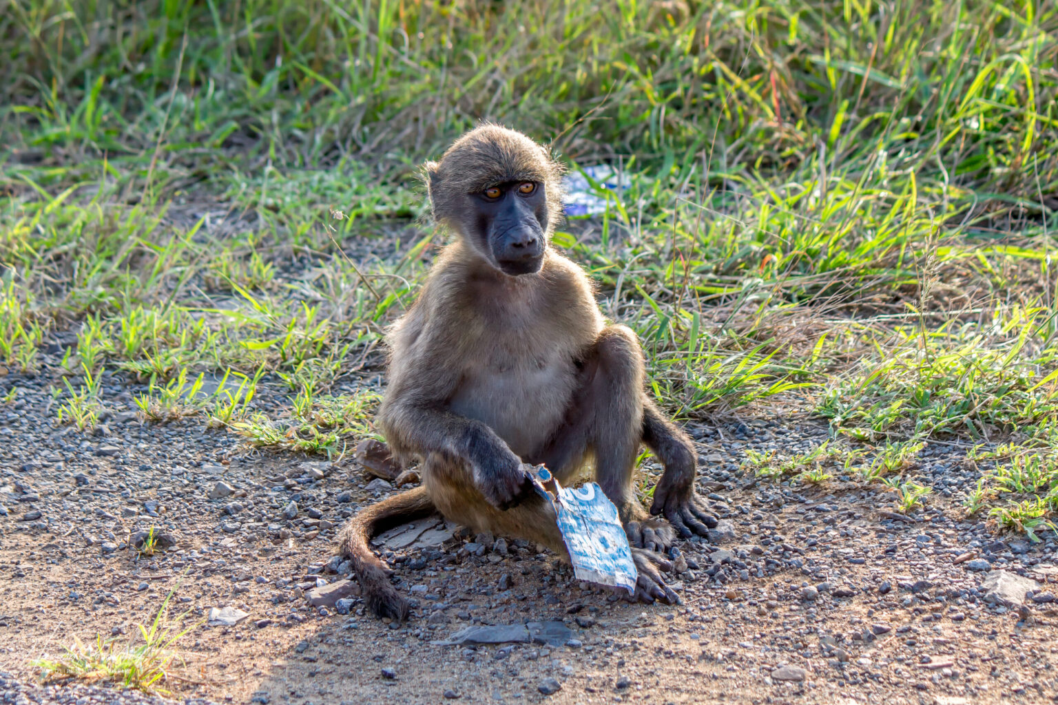 Chacma Baboon (Papio ursinus) @ Hluhluwe-iMfolozi Park, South Africa. Photo: Håvard Rosenlund