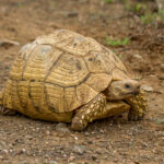 Leopard Tortoise (Stigmochelys pardalis) @ Ndumo Game Reserve, South Africa. Photo: Håvard Rosenlund