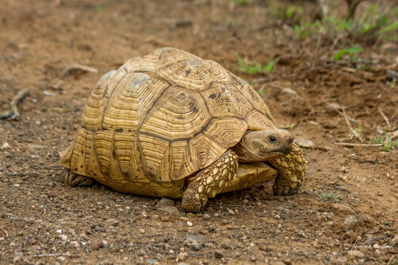 Leopard Tortoise (Stigmochelys pardalis) @ Ndumo Game Reserve, South Africa. Photo: Håvard Rosenlund