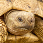 Leopard Tortoise (Stigmochelys pardalis) @ Ndumo Game Reserve, South Africa. Photo: Håvard Rosenlund