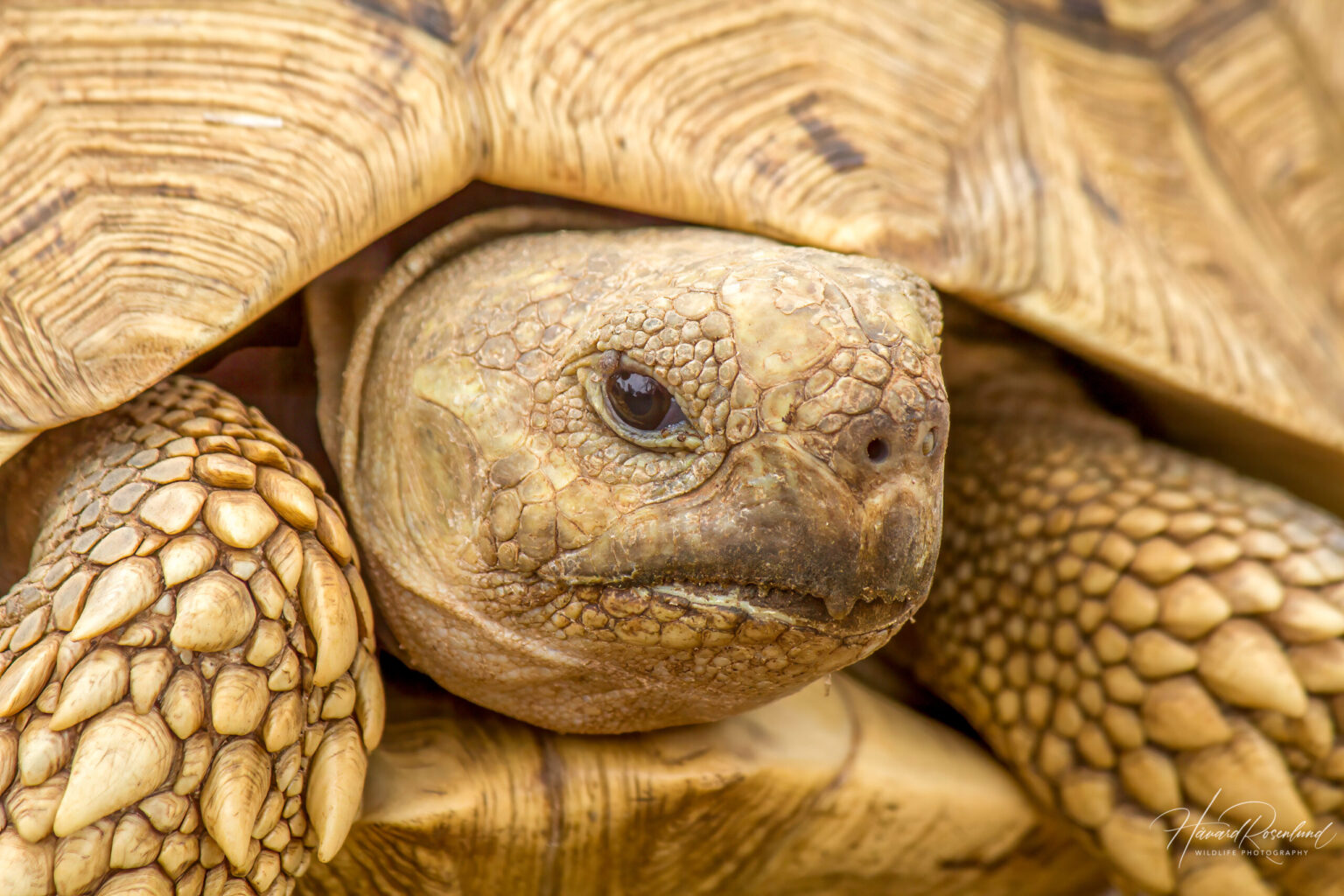 Leopard Tortoise (Stigmochelys pardalis) @ Ndumo Game Reserve, South Africa. Photo: Håvard Rosenlund