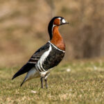 Red-breasted Goose (Branta ruficollis) @ Fornebu, Norway. Photo: Håvard Rosenlund