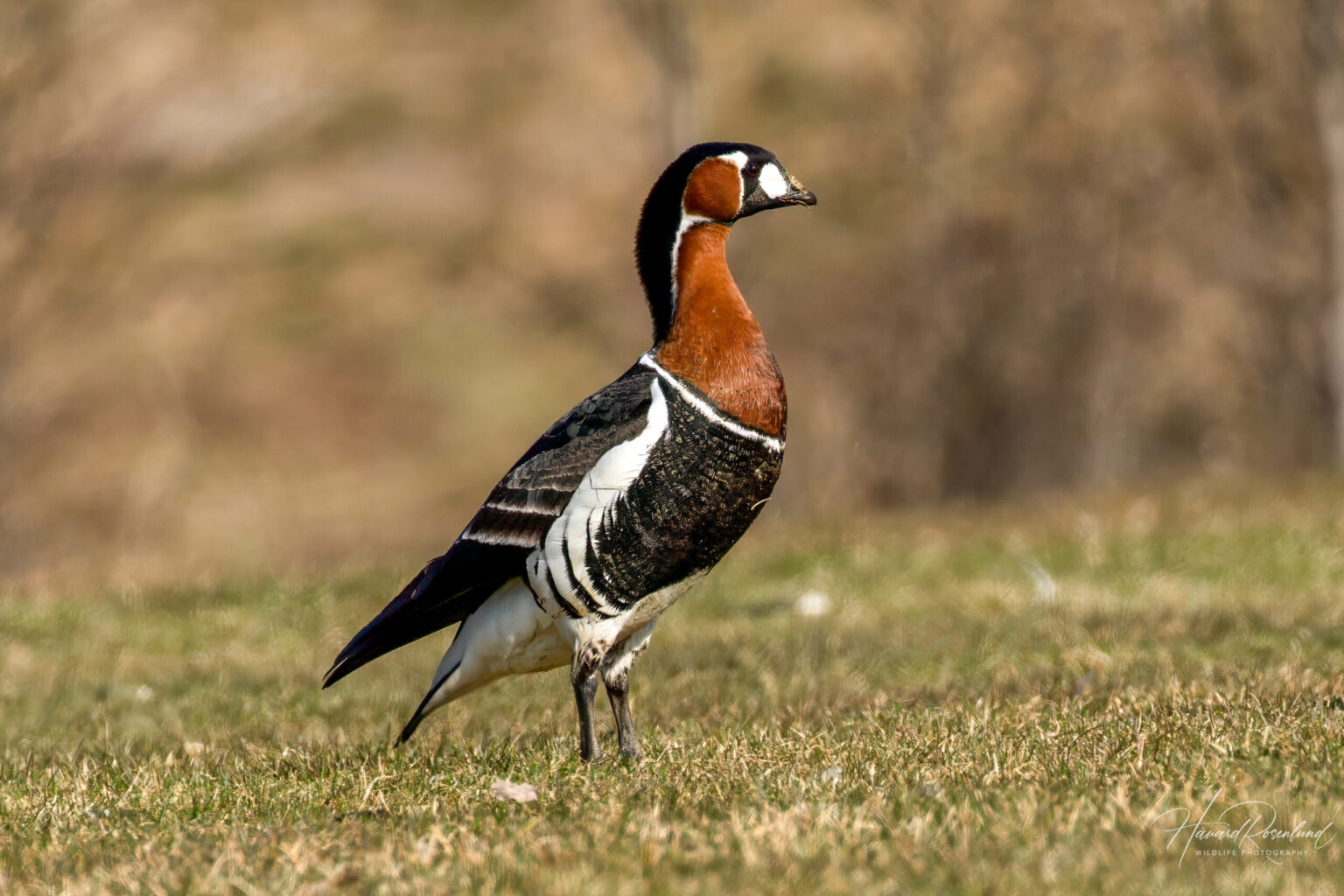 Red-breasted Goose (Branta ruficollis) @ Fornebu, Norway. Photo: Håvard Rosenlund