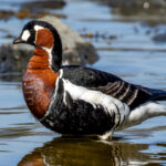 Red-breasted Goose (Branta ruficollis) @ Fornebu, Norway. Photo: Håvard Rosenlund