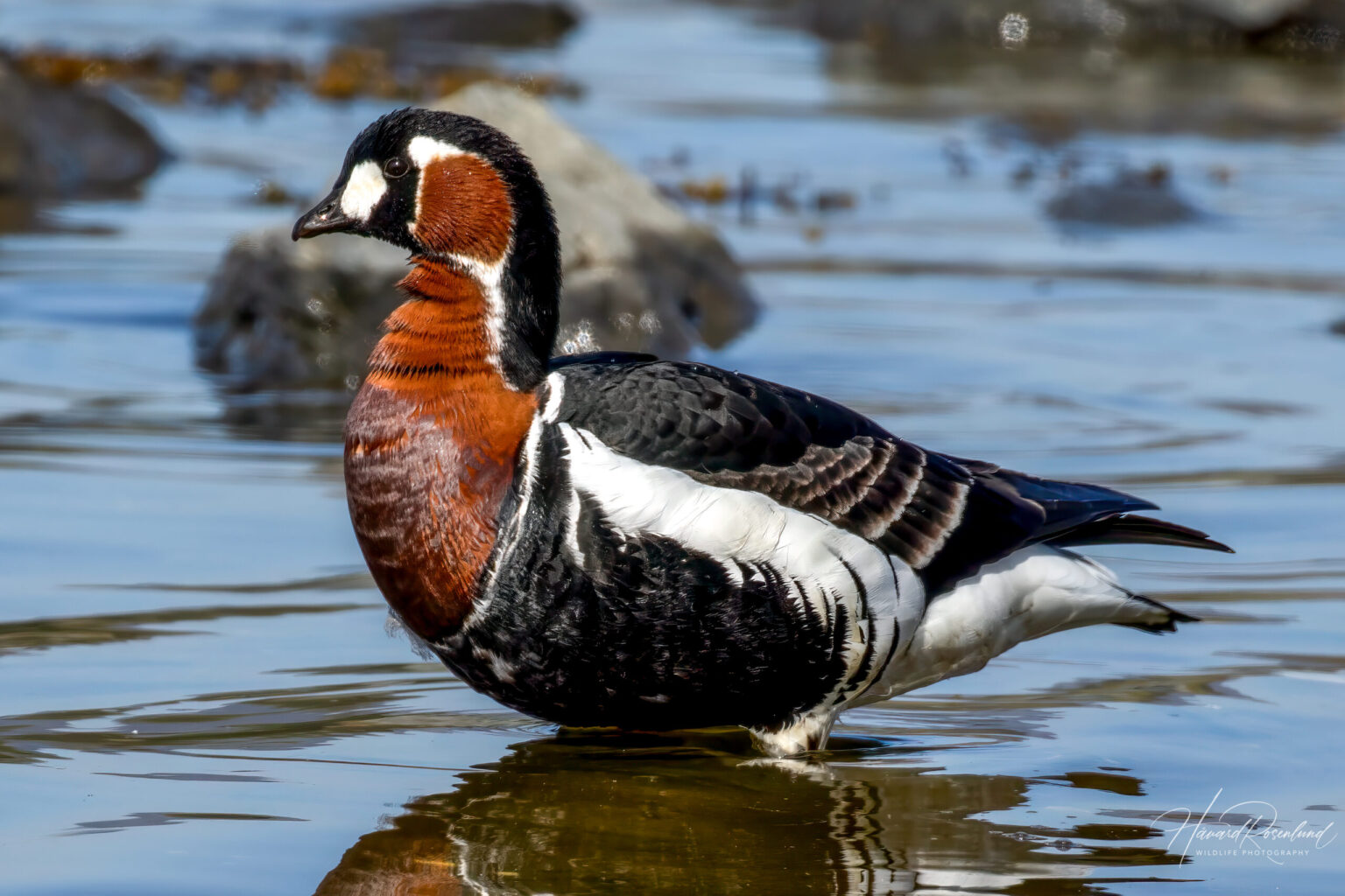 Red-breasted Goose (Branta ruficollis) @ Fornebu, Norway. Photo: Håvard Rosenlund