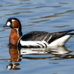 Red-breasted Goose (Branta ruficollis) @ Fornebu, Norway. Photo: Håvard Rosenlund
