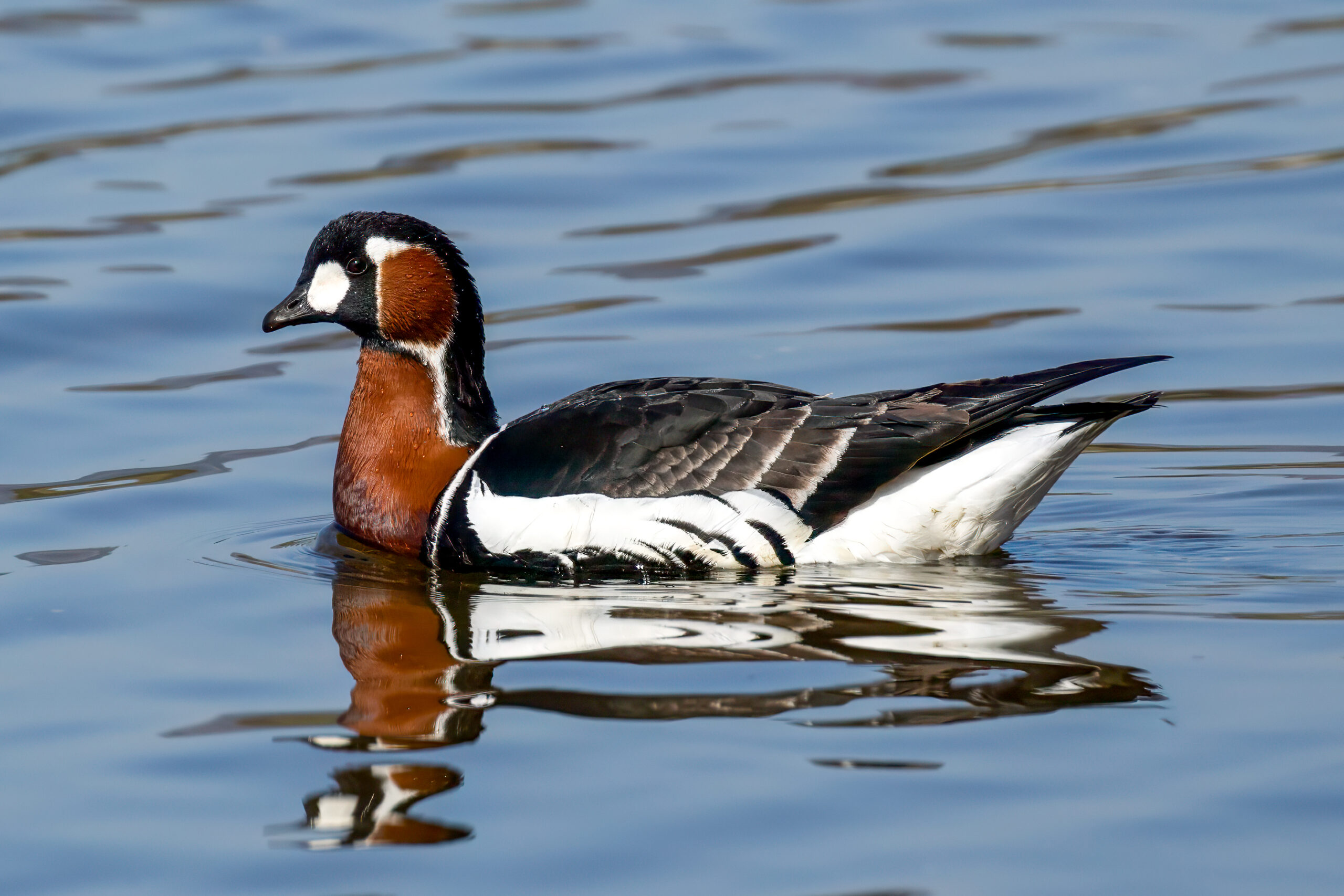 Rødhalsgås (Branta ruficollis) @ Fornebu. Foto: Håvard Rosenlund