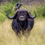 Cape Buffalo (Syncerus caffer caffer) @ Tembe Elephant Park, South Africa. Photo: Håvard Rosenlund