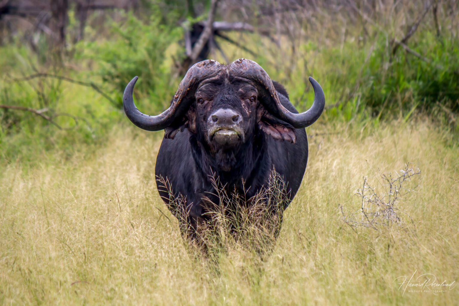Cape Buffalo (Syncerus caffer caffer) @ Tembe Elephant Park, South Africa. Photo: Håvard Rosenlund