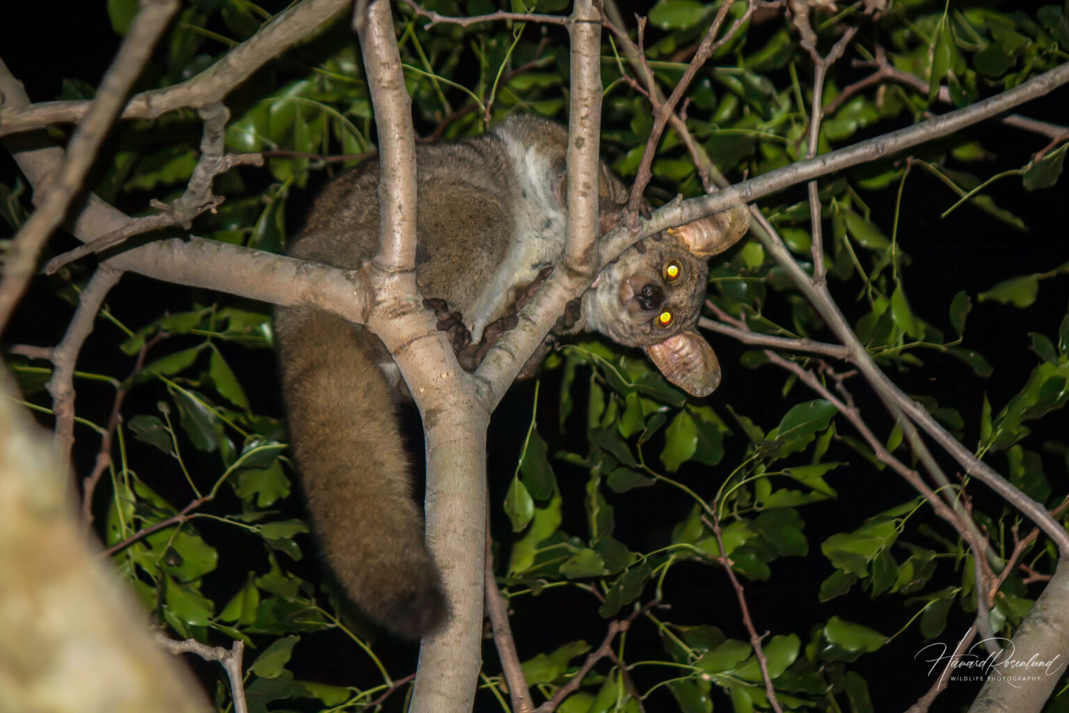 Thick-tailed Greater Galago (Otolemur crassicaudatus) @ Tembe Elephant Park, South Africa. Photo: Håvard Rosenlund