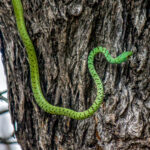 Spotted Bush Snake (Philothamnus semivariegatus) @ Tembe Elephant Park, South Africa. Photo: Håvard Rosenlund