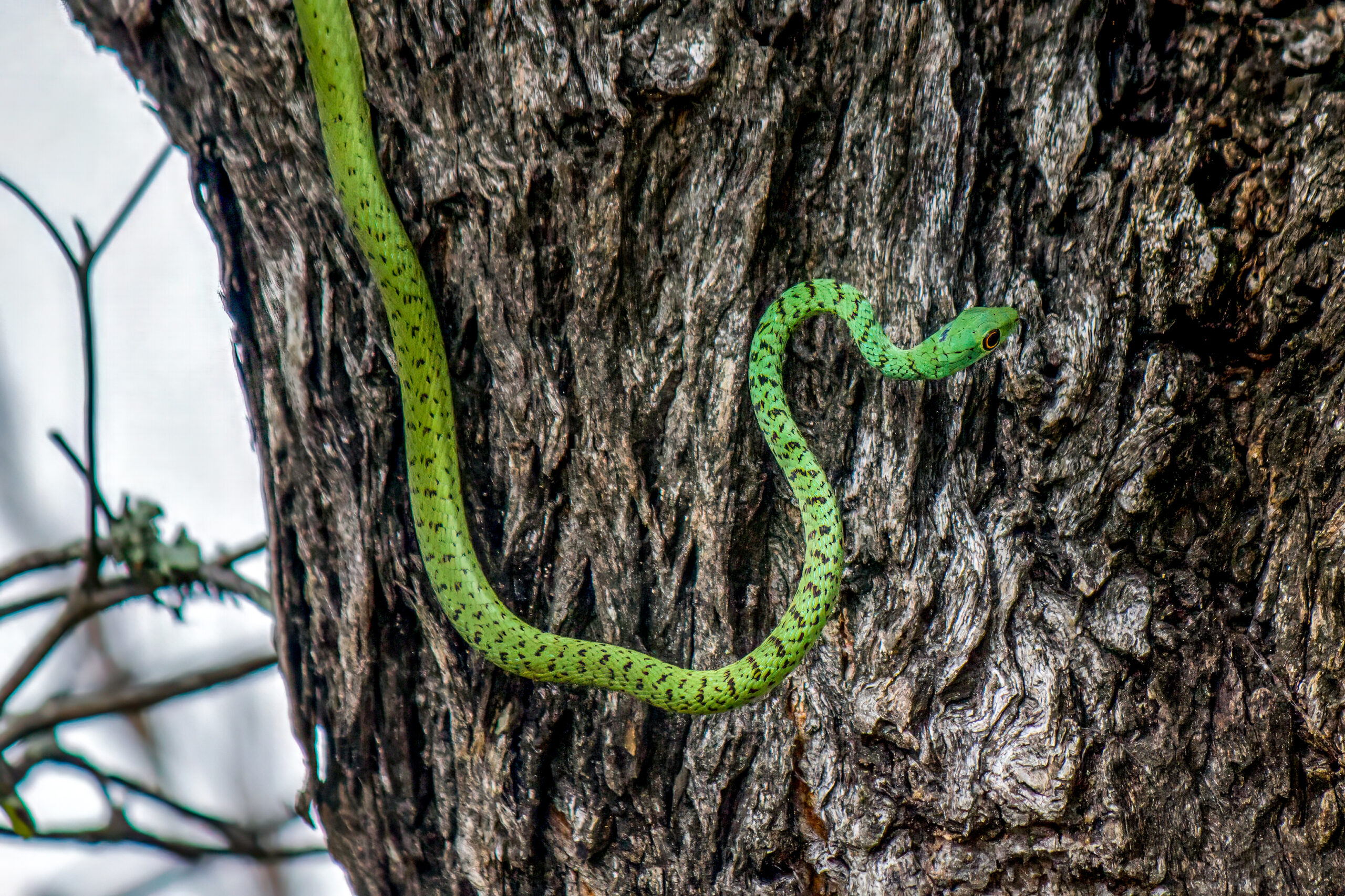 Spotted Bush Snake (Philothamnus semivariegatus) @ Tembe Elephant Park, South Africa. Photo: Håvard Rosenlund