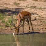 Impala (Aepyceros melampus) @ Mkuze Game Reserve, Sør-Afrika. Foto: Håvard Rosenlund