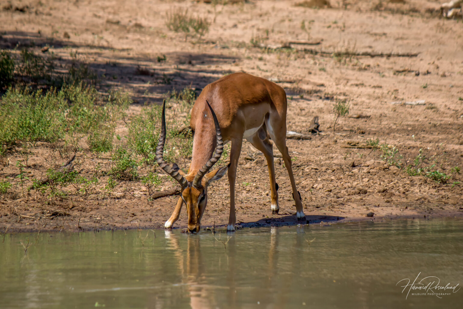 Impala (Aepyceros melampus) @ Mkuze Game Reserve, Sør-Afrika. Foto: Håvard Rosenlund